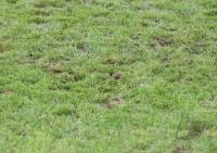 Fussball 1.Bundesliga 06/07  VfB Stuttgart - 1. FC Nuernberg