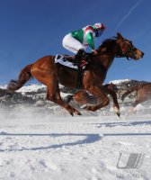 Pferdesport:  White Turf  St. Moritz 2011   Flachrennen