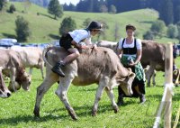 Almabtrieb - Viehscheid in Maierhoefen (Kreis Lindau) im Allgaeu
