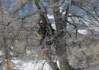 Olympische Spiele 2006 Turin  Abfahrt Damen