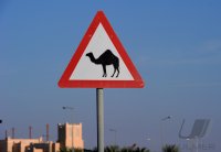 Kamelrennen Doha / Katar