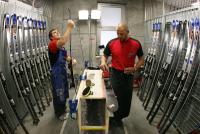 Ski Alpin  Herren Abfahrt Wengen