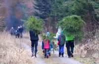 Weihnachtsbaeume selber schlagen im Ofterdinger Gemeindewald