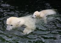 Eisbaerbaby  Wilbaer