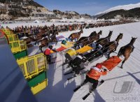 Pferdesport:  White Turf  St. Moritz 2011   Skijoering
