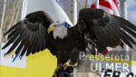 Seeadler; Amerikanisches Wappentier