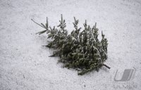 Schmuckbild, Wetterbild, Ende der Weihnachtszeit, War schon Knut? Der Tannenbaum liegt im Garten.
