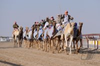 Kamelrennen Doha / Katar