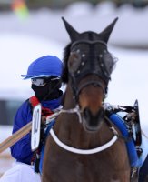 Pferdesport:  White Turf  St. Moritz 2014 Trabrennen