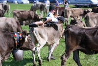 Almabtrieb - Viehscheid in Maierhoefen (Kreis Lindau) im Allgaeu