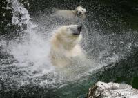Eisbaerbaby  Wilbaer und Mutter  Corinna