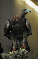 Fussball 1. Bundesliga  Saison 2010/2011: Eintracht Wappentier Steinadler Attila