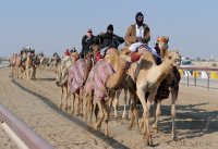 Kamelrennen Doha / Katar