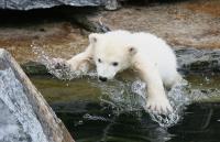 Eisbaerbaby  Wilbaer