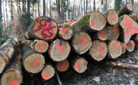 Holzversteigerung Brennholz