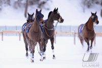 Pferdesport:  White Turf  St. Moritz 2014: Rennabruch