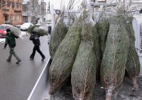 Schmuckbild; Wetterbild; Weihnachten, Weihnachtsbaum