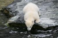 Eisbaerbaby  Wilbaer