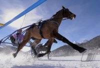 Pferdesport:  White Turf  St. Moritz 2011   Trabrennen