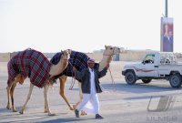 Kamelrennen Doha / Katar