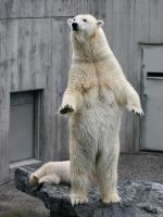 Eisbaerbaby  Wilbaer und Mutter  Corinna