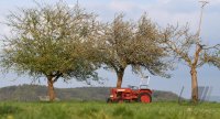 Hirrlingen (Kreis Tuebingen) Schmuckbild / Wetterbild: Traktor unterm Apfelbaum