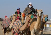 Kamelrennen Doha / Katar