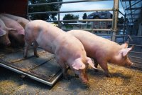 Anlieferung von Schweine zur Schlachtung im Rottenburger Schlachthof (Kreis Tuebingen)