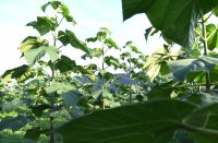 Holzwirtschaft - Blauglockenbaum - Klimaschutz