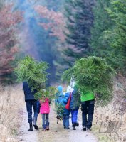 Weihnachtsbaeume selber schlagen im Ofterdinger Gemeindewald
