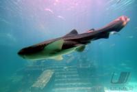 Fussball 59. FIFA Kongress 2009