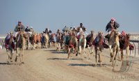 Kamelrennen Doha / Katar