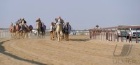 Kamelrennen Doha / Katar
