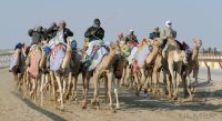 Kamelrennen Doha / Katar