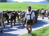 Almabtrieb - Viehscheid in Maierhoefen (Kreis Lindau) im Allgaeu