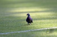 Fussball 1. Bundesliga  Saison 2015/2016: FC Bayern Muenchen - Borussia Moenchengladbach