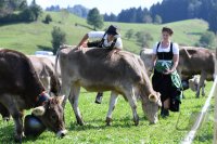 Almabtrieb - Viehscheid in Maierhoefen (Kreis Lindau) im Allgaeu