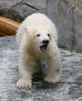 Eisbaerbaby  Wilbaer