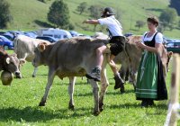 Almabtrieb - Viehscheid in Maierhoefen (Kreis Lindau) im Allgaeu