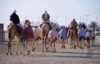 Kamelrennen Doha / Katar