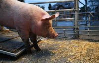 Anlieferung von Schweine zur Schlachtung im Rottenburger Schlachthof (Kreis Tuebingen)