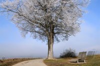 Wetterbild / Schmuckbild: Raureif, Linden mit Feldkreuz