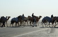 Kamelrennen Doha / Katar