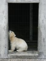 Eisbaerbaby  Wilbaer