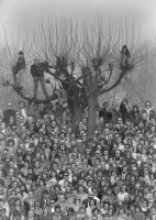 Fussball 1. Bundesliga Saison 1973/1974: Feature Zuschauer in den Baeumen