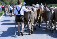 Almabtrieb - Viehscheid in Maierhoefen (Kreis Lindau) im Allgaeu