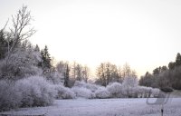 Schmuckbild, Wetterbild, Raureif im Dauerfrost