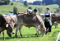 Almabtrieb - Viehscheid in Maierhoefen (Kreis Lindau) im Allgaeu
