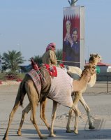 Kamelrennen Katar / FUSSBALL International Ausrichter der FIFA WM 2022: KATAR