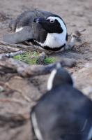 LAND UND LEUTE  FUSSBALL WM 2010